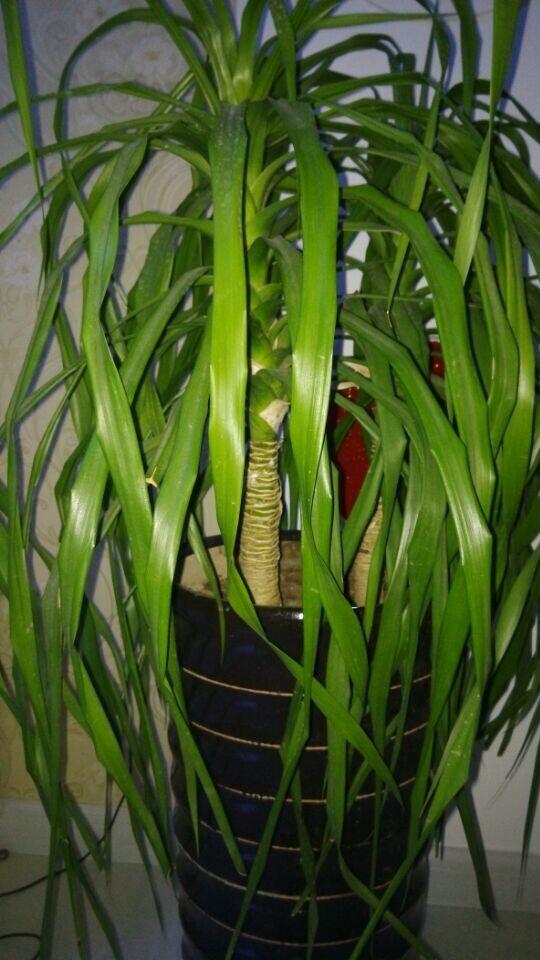 智嫩恒温花架， 提升生存率