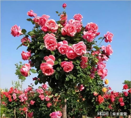 郑州树状月季批发价格揭秘