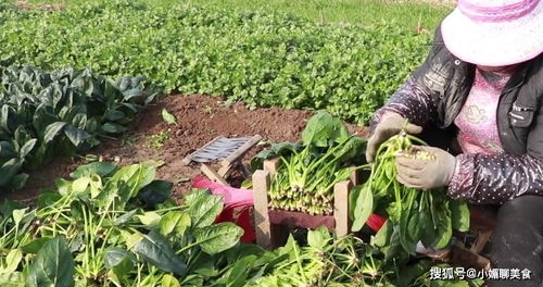 寻找九九种菜穴盘的冒险之旅