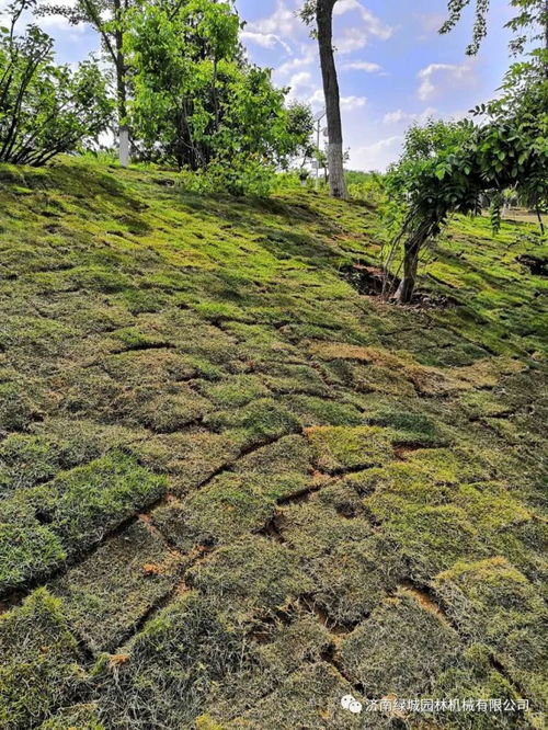 2. 常见乔木类绿化树木包括杨树、柳树等。