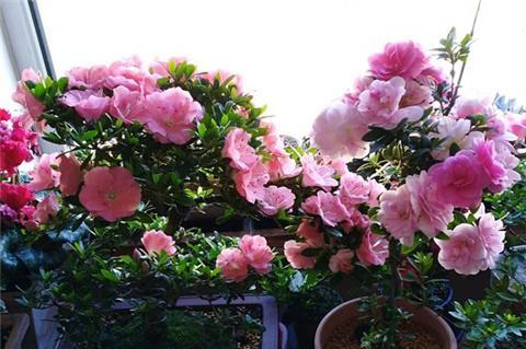 安阳的极端低温， 花儿也嫩生存