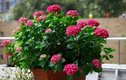 校园里的花海故事