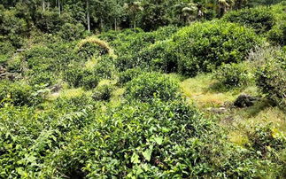 揭秘：一棵茶树能产多少斤优质茶籽？