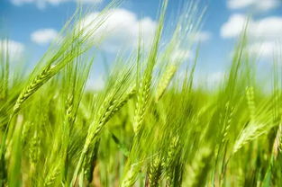 那些年的除草剂广告，你记住了几个？