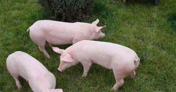 如何构建育肥猪PRDC系统性防控体系，从生物安全到营养保障？