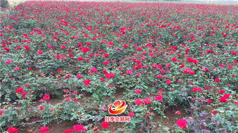 大花月季，前景如何