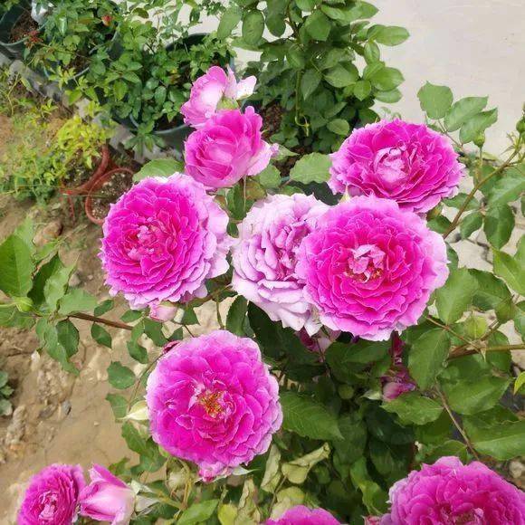 3. 天方夜谭月季