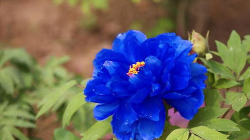 紫色牡丹， 神秘又优雅