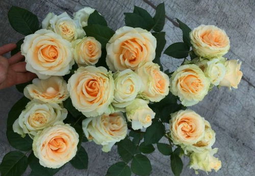 月季冬剪的技巧