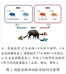 非洲猪瘟弱毒株之谜，究竟隐藏着怎样的秘密