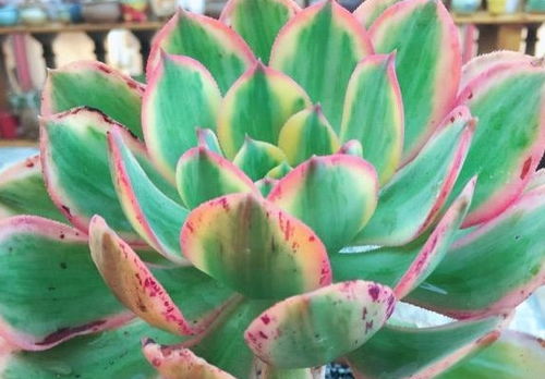 掉叶子原因大揭秘