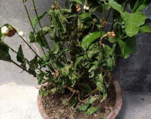 花叶老是枯萎，浇水过多是原因吗