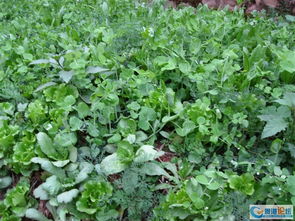 四、适合家庭种植的蔬菜有哪些？如何打理才好kan？