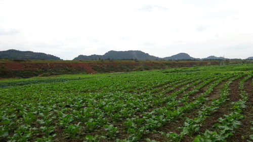 吉林白城农户的种植智慧