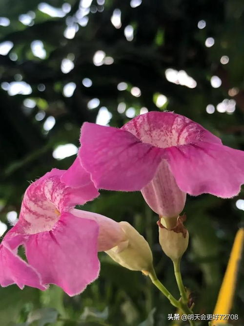 凌霄花品种大杂烩，图图大集合！