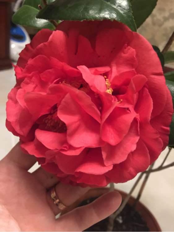 种植茶花需要注意的细节