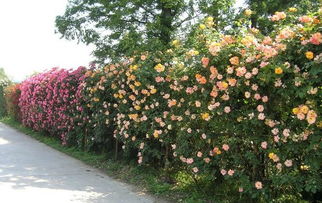 藤本月季的习性