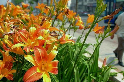 萱草花与黄花菜：不一样的美丽