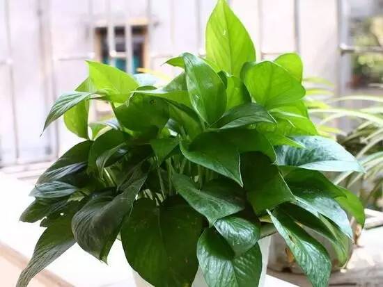 6. 绿萝：空气净化小嫩手