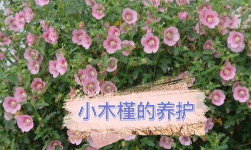 木槿花期剪枝二度开