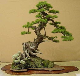 盆栽浇水，室内植物的小秘密