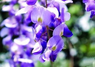 紫藤花瓣：如梦如幻的紫色画卷