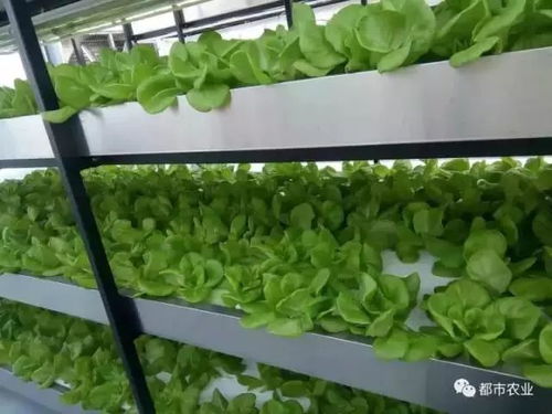 如何在家种植花椰菜，实现高产