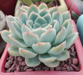 多肉植物烂根的烦恼，怎么办？