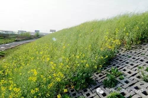 曾经的教训：红树林幼苗的覆灭