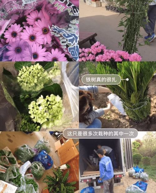 “花开热烈，张扬之美
