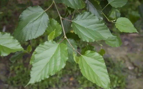 有个坑得提醒：千万别在水泥地上晒种子！