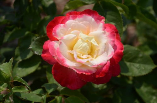 红双喜月季：喜庆的使者