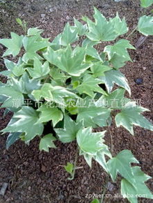 常春藤花叶与青叶：扦插繁殖中的选择之谜