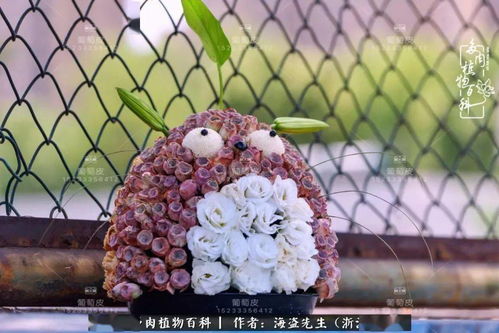 山地玫瑰侧芽如何分离培育？能否成功分化出独立植株