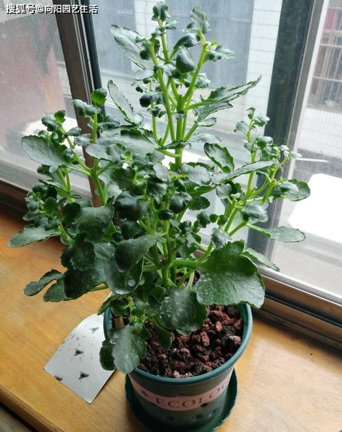 旱金莲种植技巧中，如何正确施用底肥和追肥以提高其开花效果