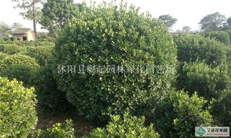 球形绿化苗木， 大自然的小巧思