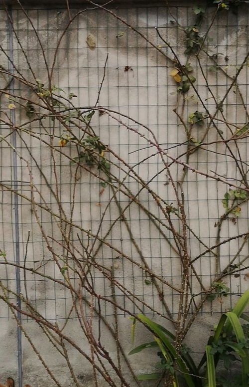 冬季修剪藤本月季的方法