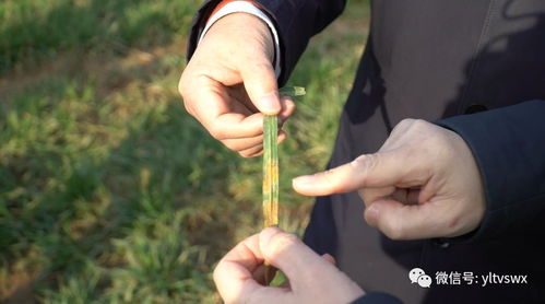 第三招：及时清除病株