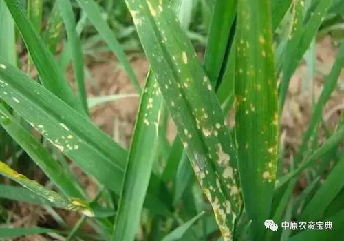 情感色彩：打药也是一场战斗