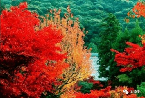 光照篇：红叶的“阳光伙伴”