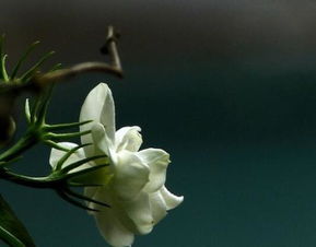 嫩枝扦插的技巧