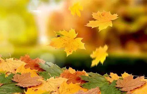 爬山虎落叶的时机