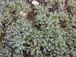 细胞里的秘密，冰点降到零下40℃