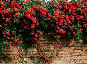 红木香月季， 花开四季的秘密