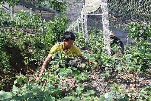内蒙古高海拔地区种植重楼嫩赚钱吗？
