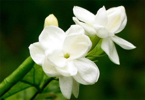 冬天栀子花怎么养殖？种植栀子花需要注意哪些事项