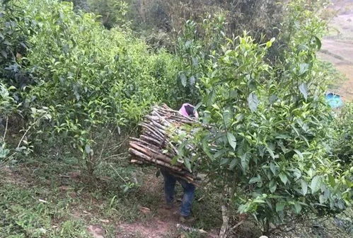 常见灌木树种丰富多样