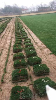 百慕大草坪， 装饰效果好