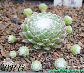 蛛丝卷绢的病虫害防治