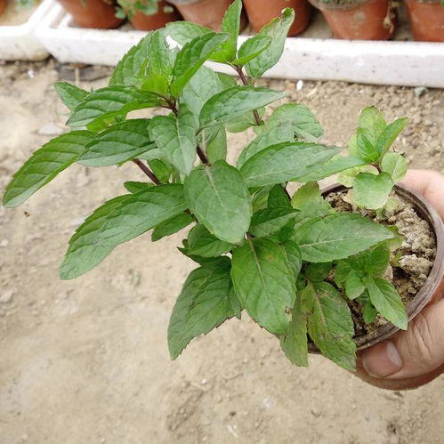 冬天薄荷需要晒太阳吗？如何根据季节变化调整薄荷的种植方法